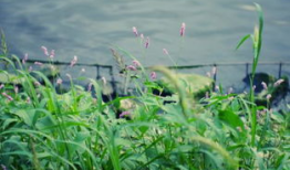 青青河边草视频,探寻自然之美与生命感悟